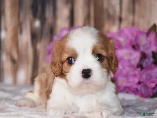 Cavalier King Charles Spaniel dogs for sale: Lynx - Ad 2