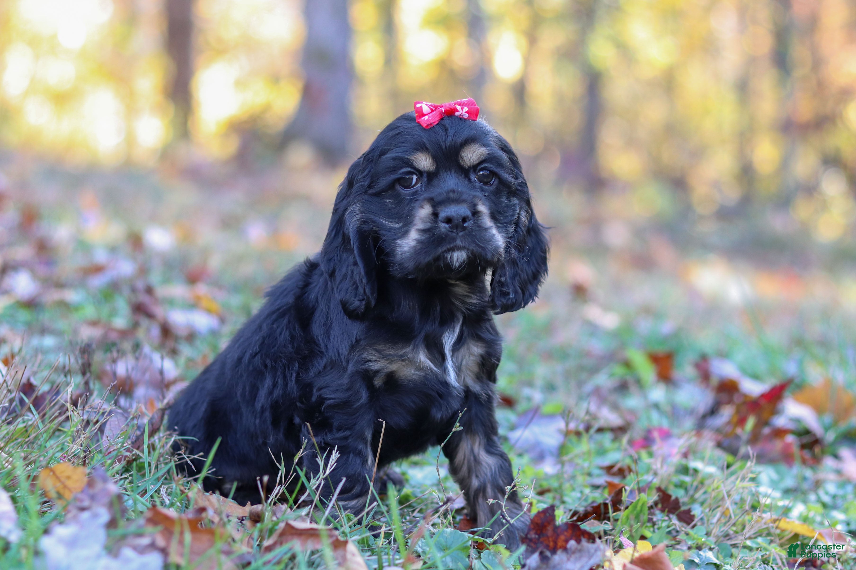 Cocker Spaniel dogs Willa - Ad 11