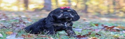 Cocker Spaniel dogs for sale: Willa - Ad 1