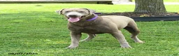 Labrador Retriever dogs for sale: Mango - Ad 7
