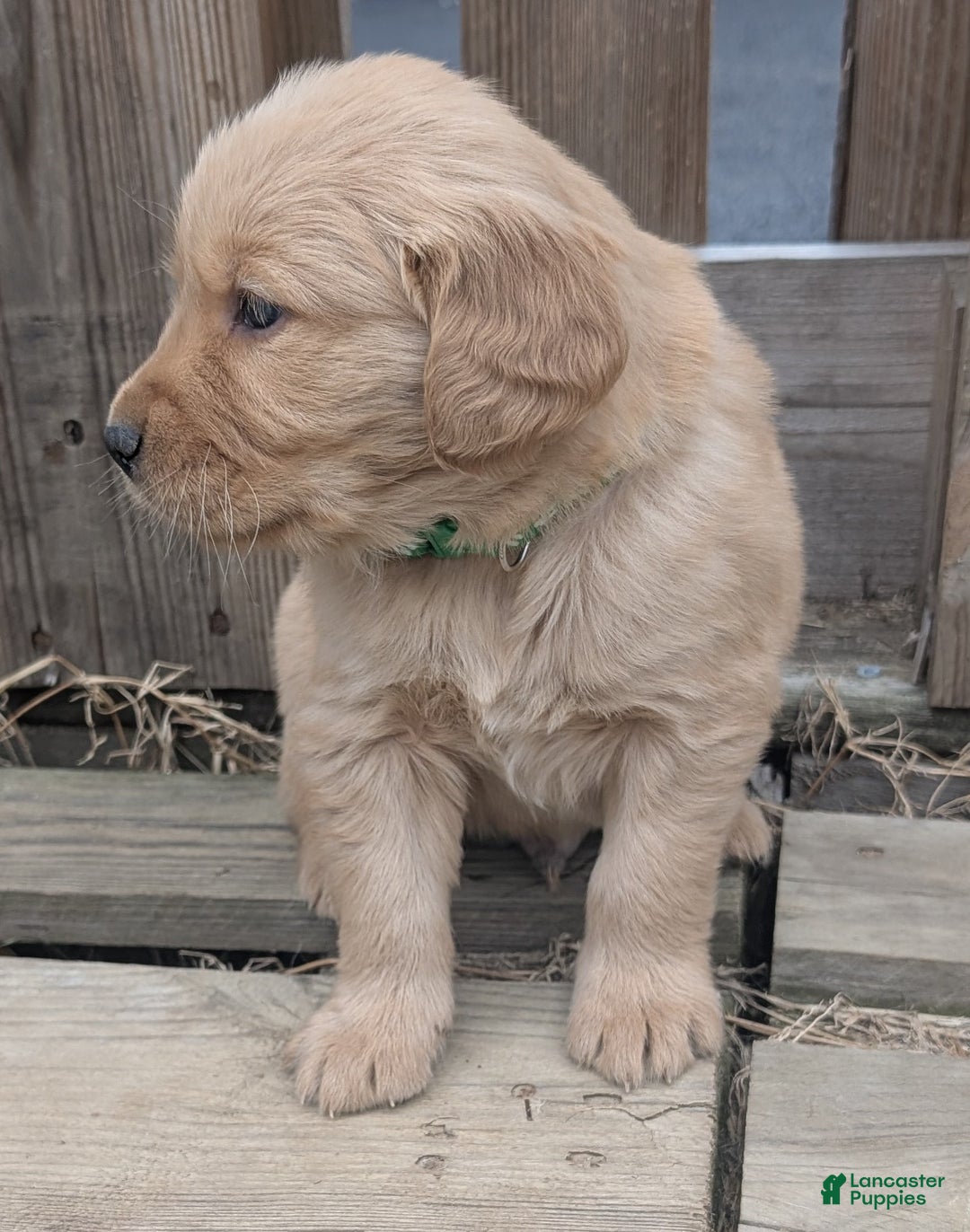 Golden Retriever dogs for sale: Finn - Ad 6