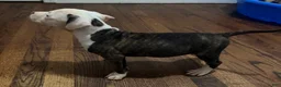 American Pit Bull Terrier dogs for sale: American Pit Bull Terrier 6 - Ad 1