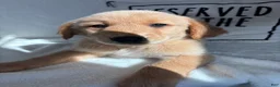 Golden Retriever dogs for sale: Gunner - Ad 3