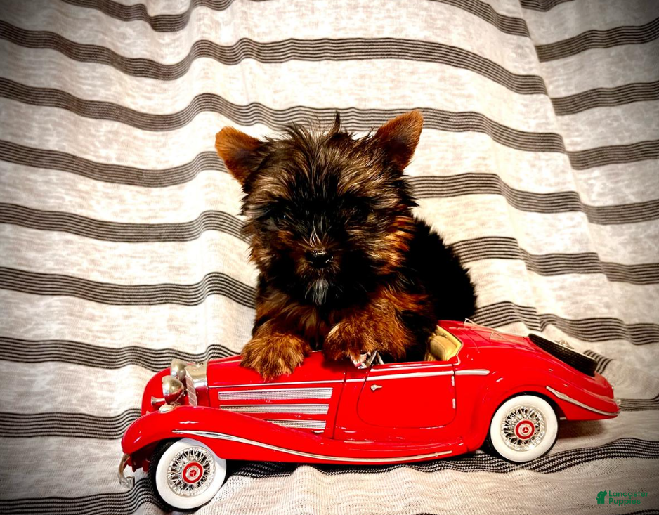 Yorkshire Terrier dogs Amadeus - Ad 2