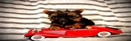 Yorkshire Terrier dogs for sale: Amadeus - Ad 2