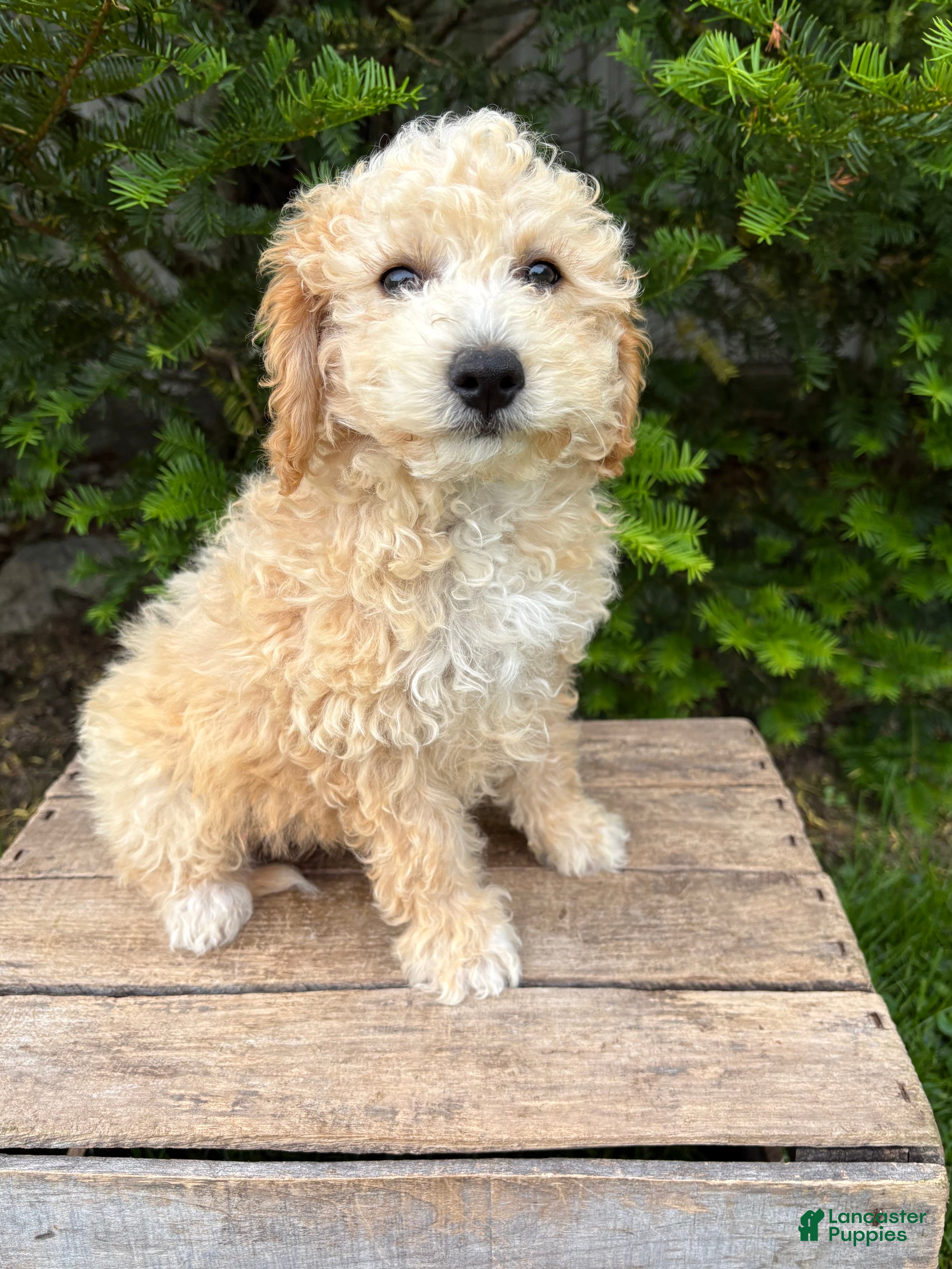 Bichpoo dogs Jace - Ad 1