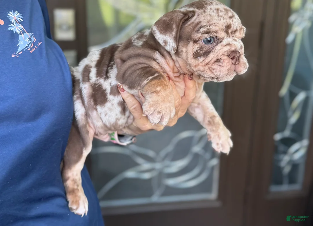 English Bulldog dogs for sale: English Bulldog 1 - Ad 1