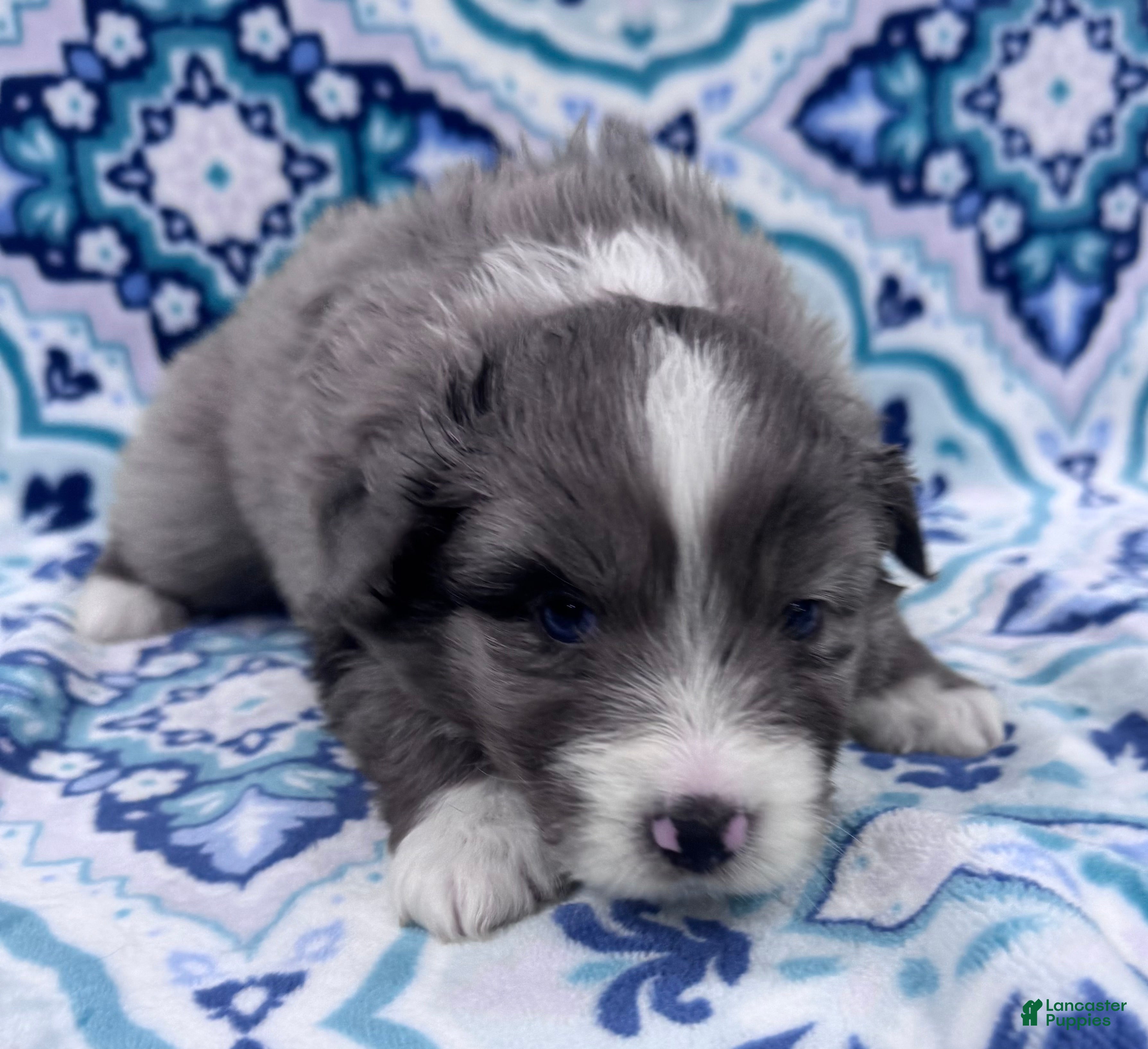 Australian Shepherd dogs Standard Australian Shepherd Puppy - Lime Green Collar - Ad 34