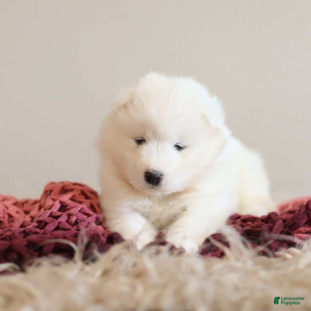 Samoyed dogs Sasha - Ad 2