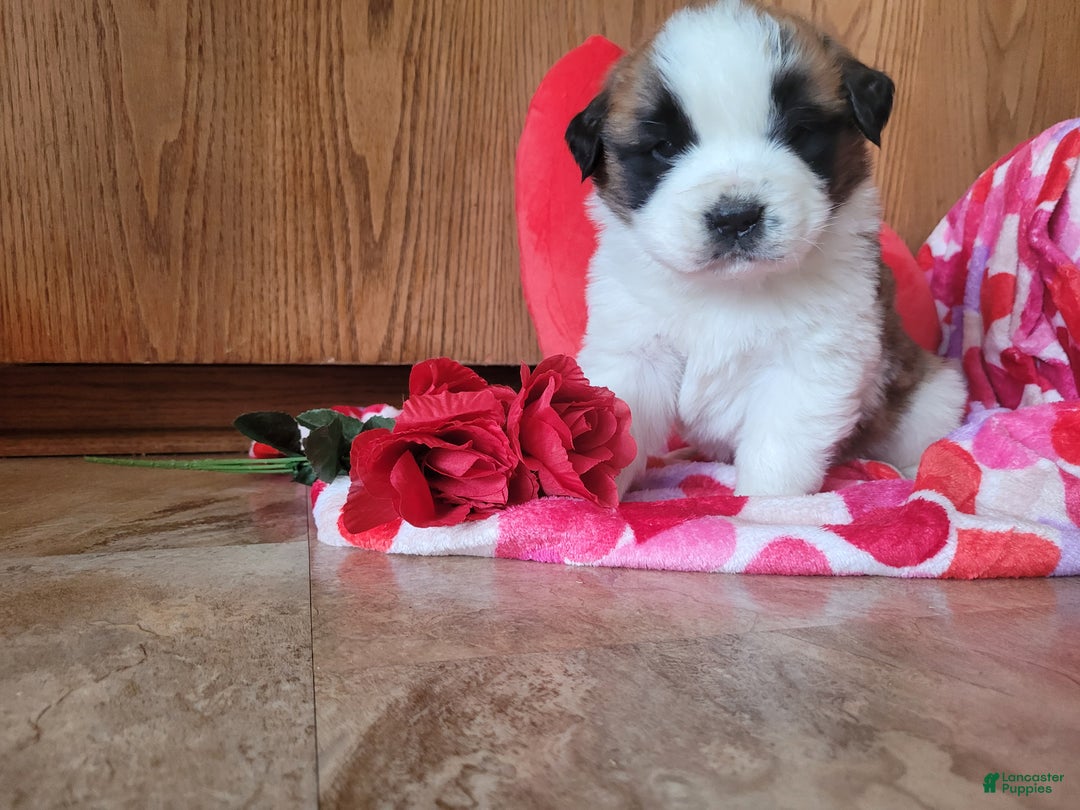 Saint Bernard dogs for sale: Beau - Ad 5