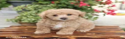 Maltipoo dogs for sale: Happy - Ad 5