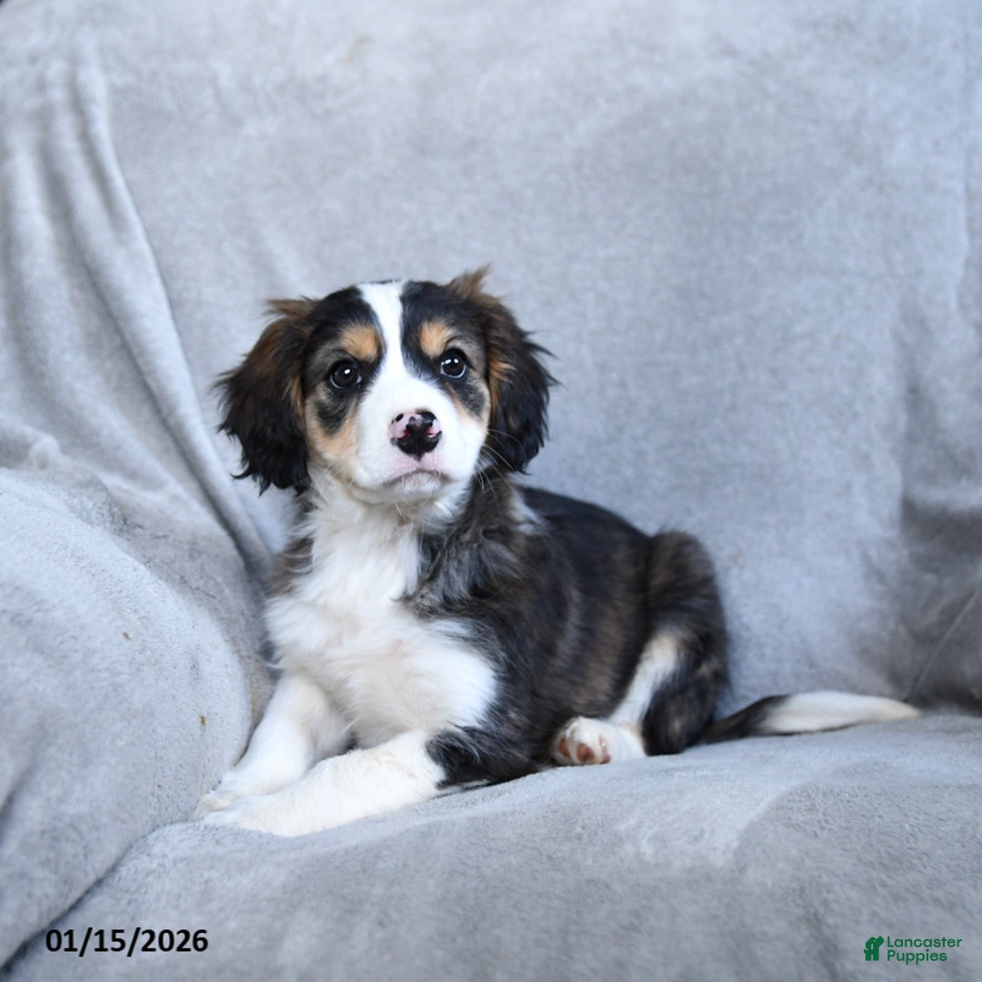 Mixed Breed dogs for sale: Butch - Ad 3