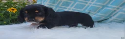 Miniature Dachshund dogs for sale: Venture  - Ad 38