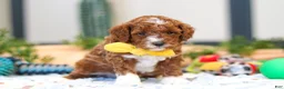 Cavapoo dogs for sale: Austin - Ad 6