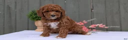 Miniature Poodle dogs for sale: Avery  - Ad 9
