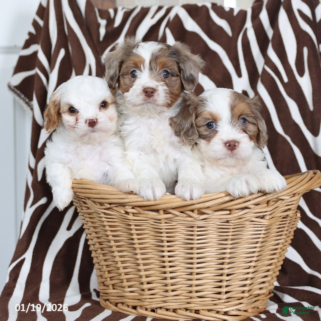 Cavapoo dogs for sale: Nico - Ad 2