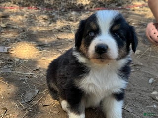 Australian Shepherd dogs - Ad 1