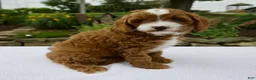Cavapoo dogs for sale: Ginger - Ad 2
