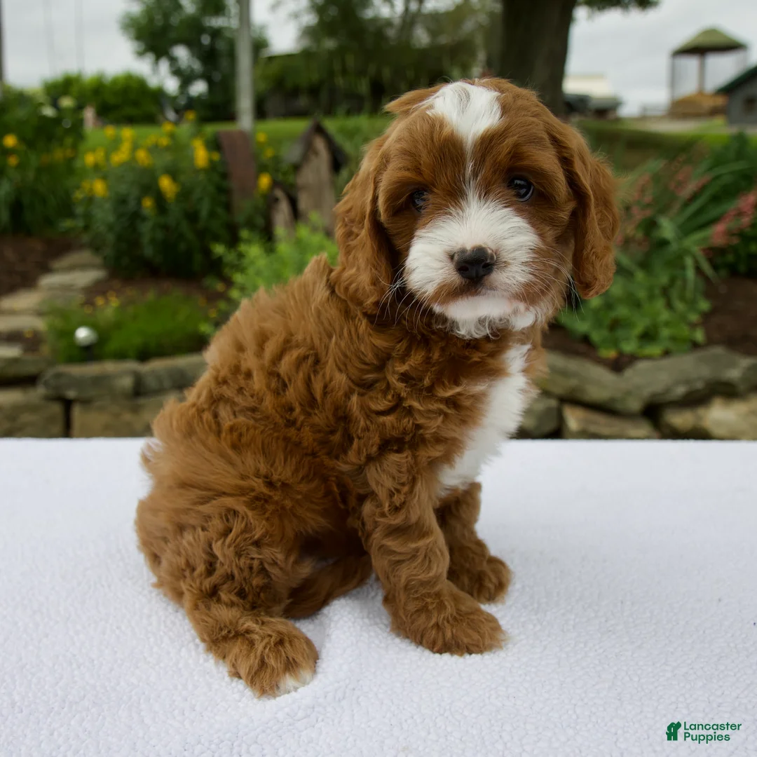 Cavapoo dogs for sale: Ginger - Ad 2