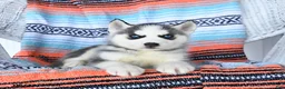 Siberian Husky dogs for sale: Sadie - Ad 3