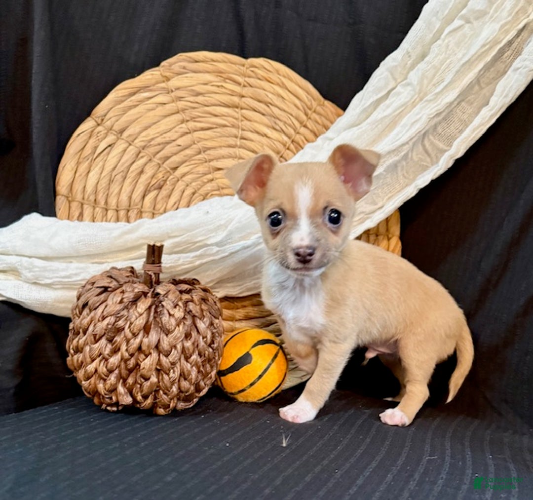 Chihuahua dogs for sale: Finley - Ad 4