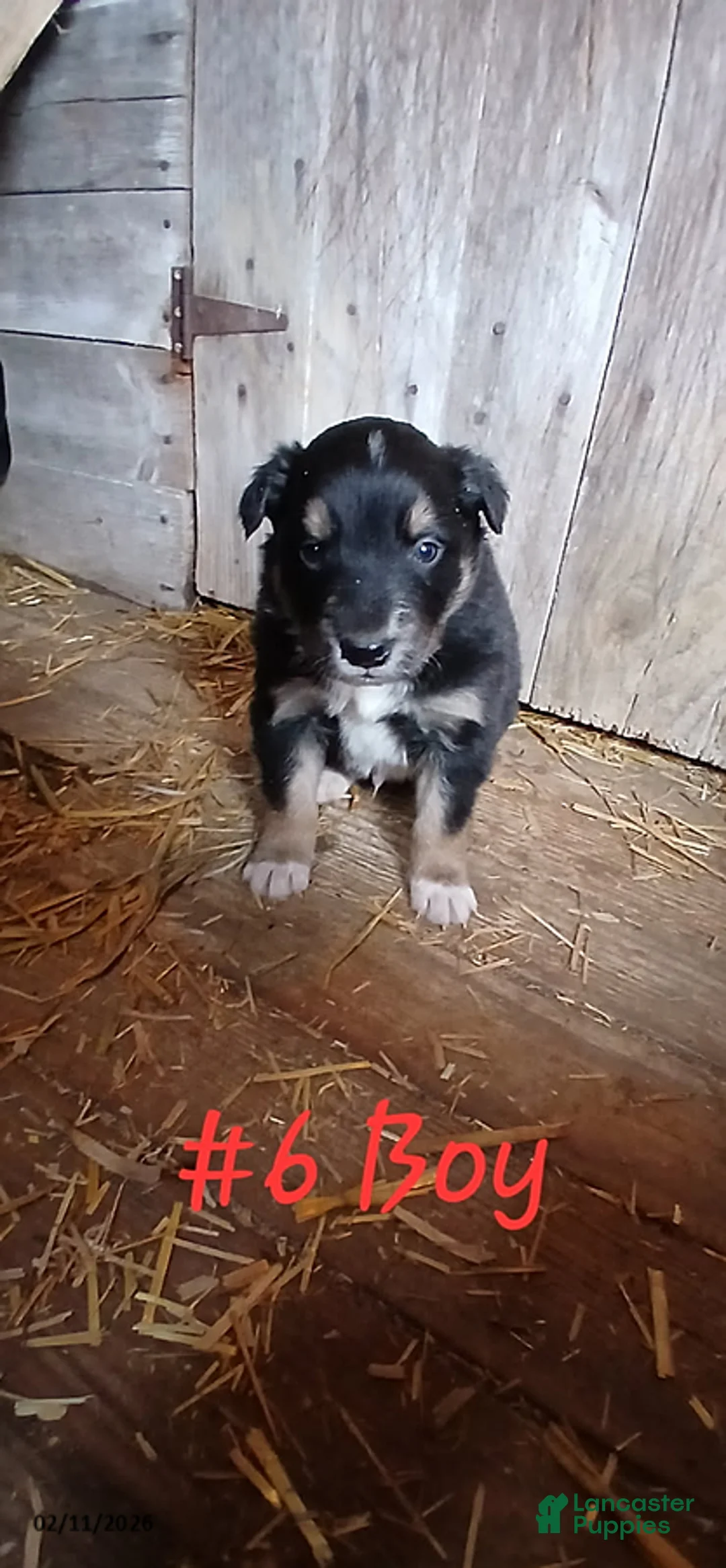 Border Collie dogs for sale: Teddy - Ad 1