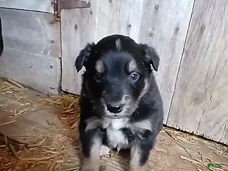 Border Collie dogs Teddy - Ad 15