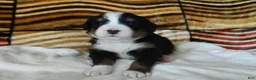 Bernese Mountain Dog dogs for sale: Bonnie - Ad 3