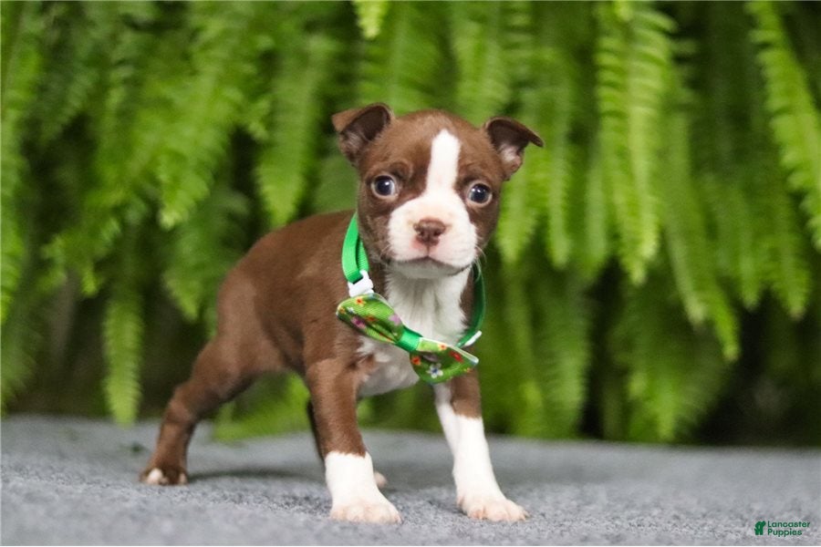 Boston Terrier dogs Noland - Ad 1