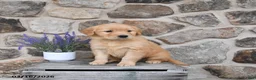 Golden Retriever dogs for sale: Molly - Ad 3