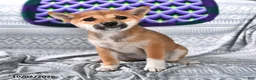 Shiba Inu dogs for sale: Kristina - Ad 3