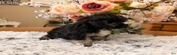 Maltipoo dogs for sale: Maltipoo 1 - Ad 2