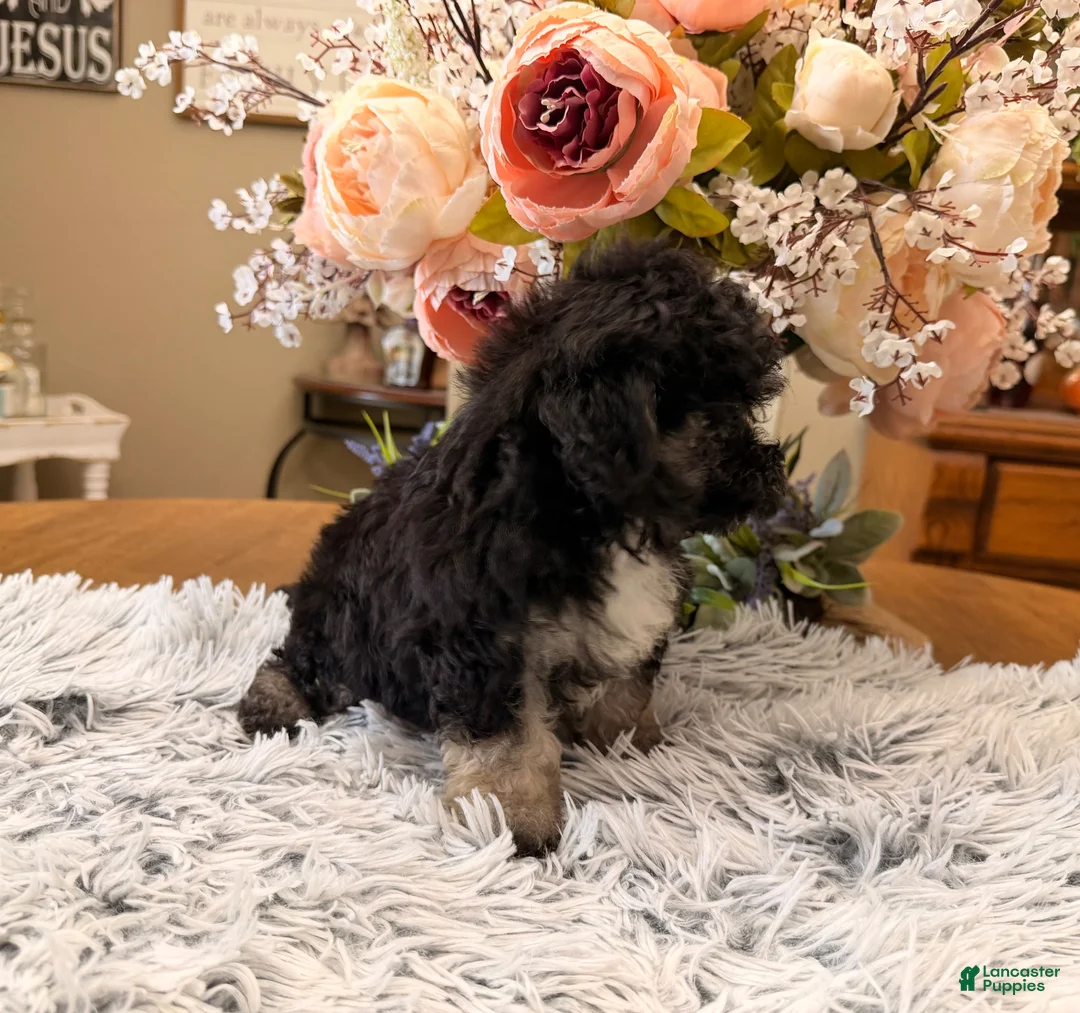 Maltipoo dogs for sale: Maltipoo 1 - Ad 2