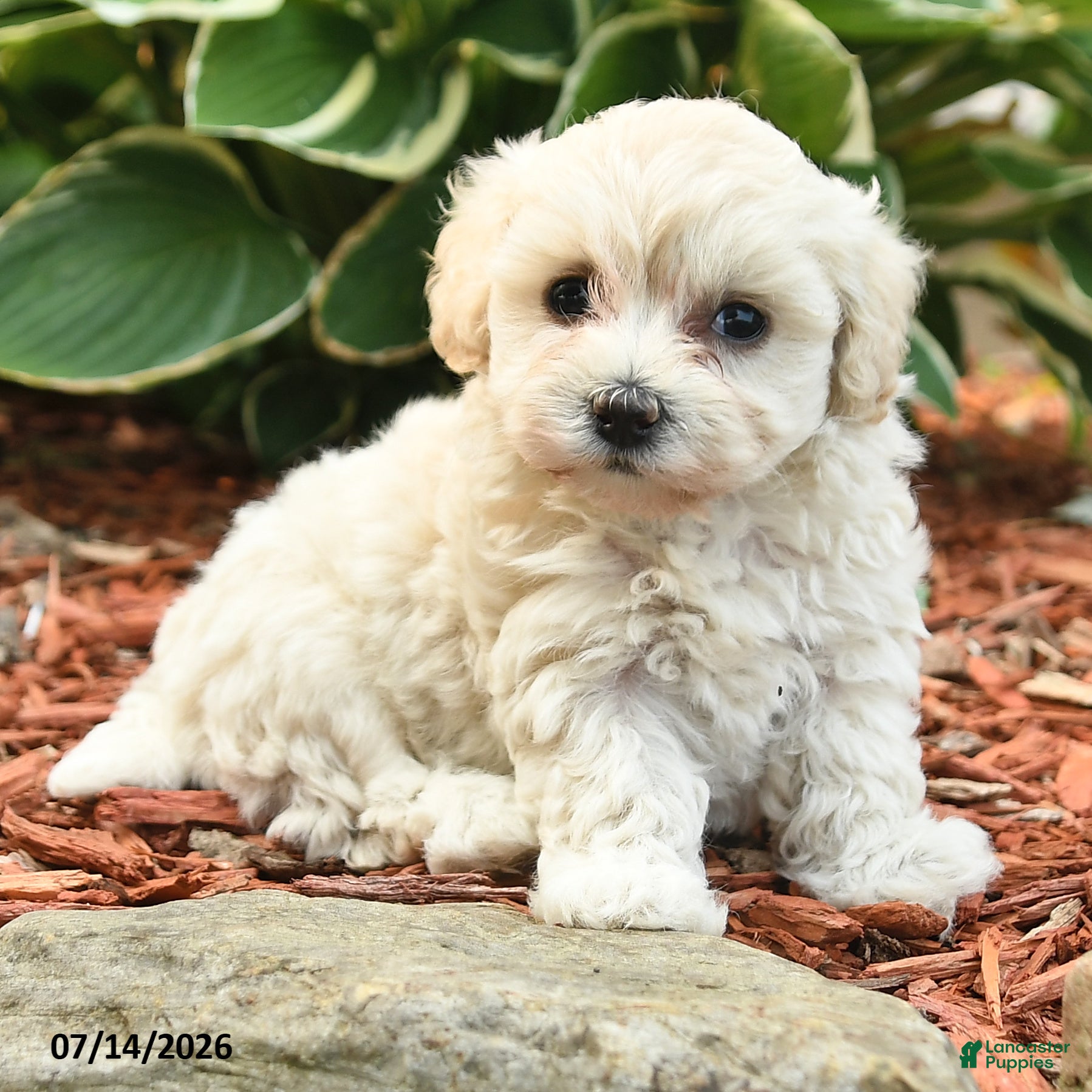 Cockapoo dogs Nancy - Ad 2