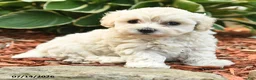 Cockapoo dogs for sale: Nancy - Ad 2