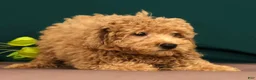Miniature Poodle dogs for sale: Tao - Ad 3