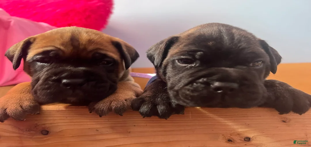 Gallery Image {{count}}