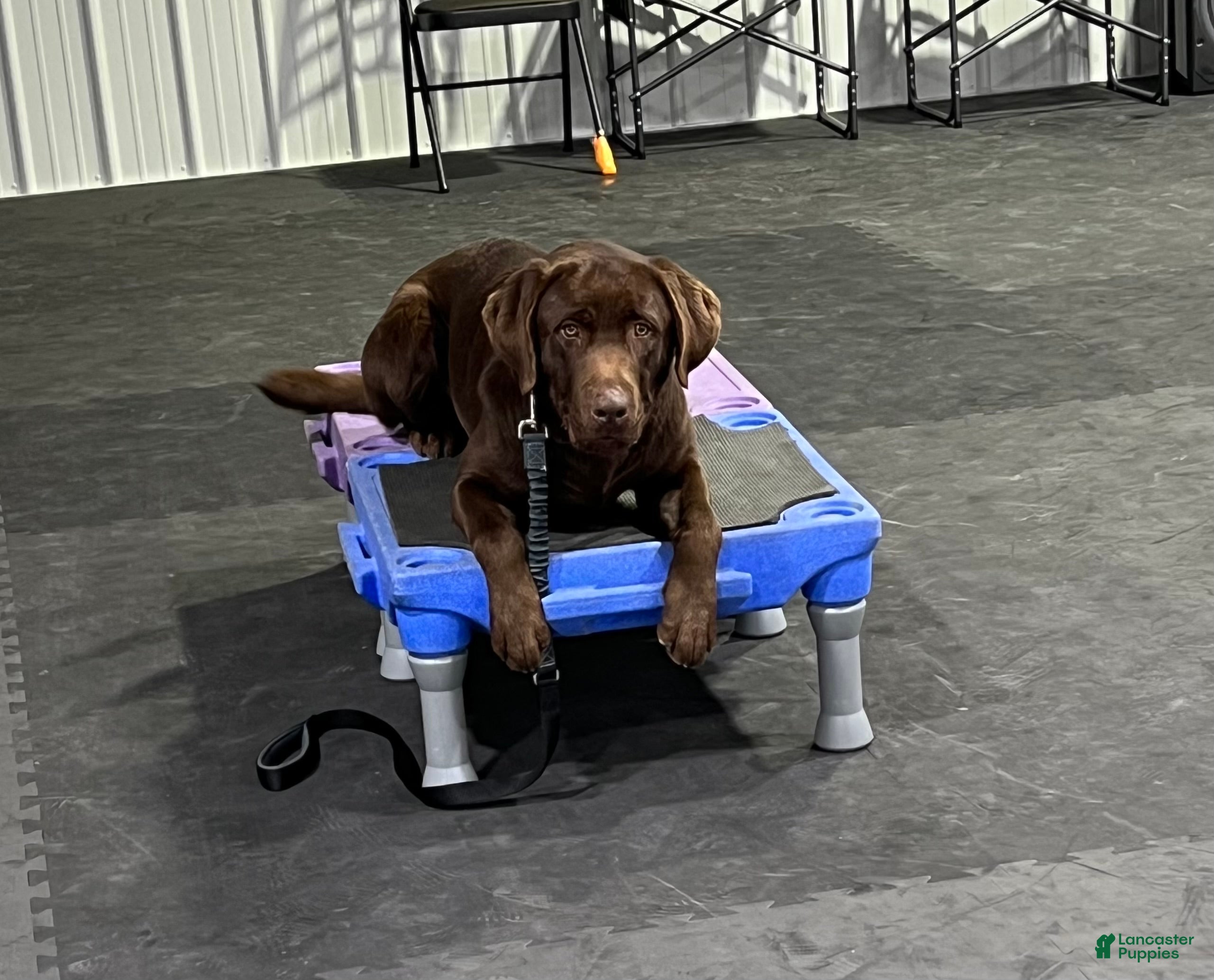 Labrador Retriever dogs Labrador Retriever  - Ad 20