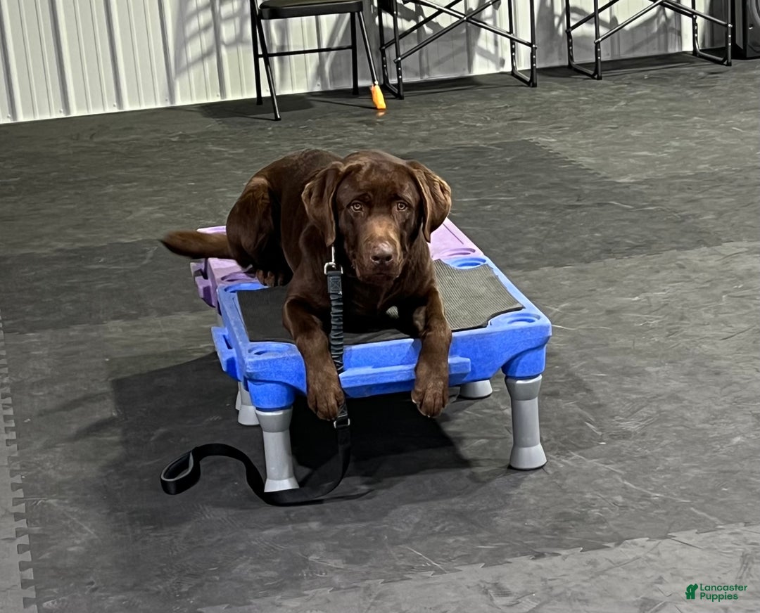 Labrador Retriever dogs for sale: Labrador Retriever  - Ad 1