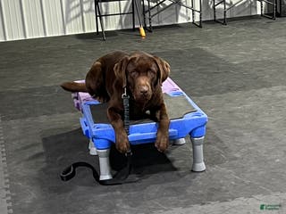 Labrador Retriever dogs Labrador Retriever - Ad 20