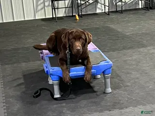 Labrador Retriever dogs Labrador Retriever - Ad 15