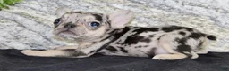 French Bulldog dogs for sale: Luna - Ad 5