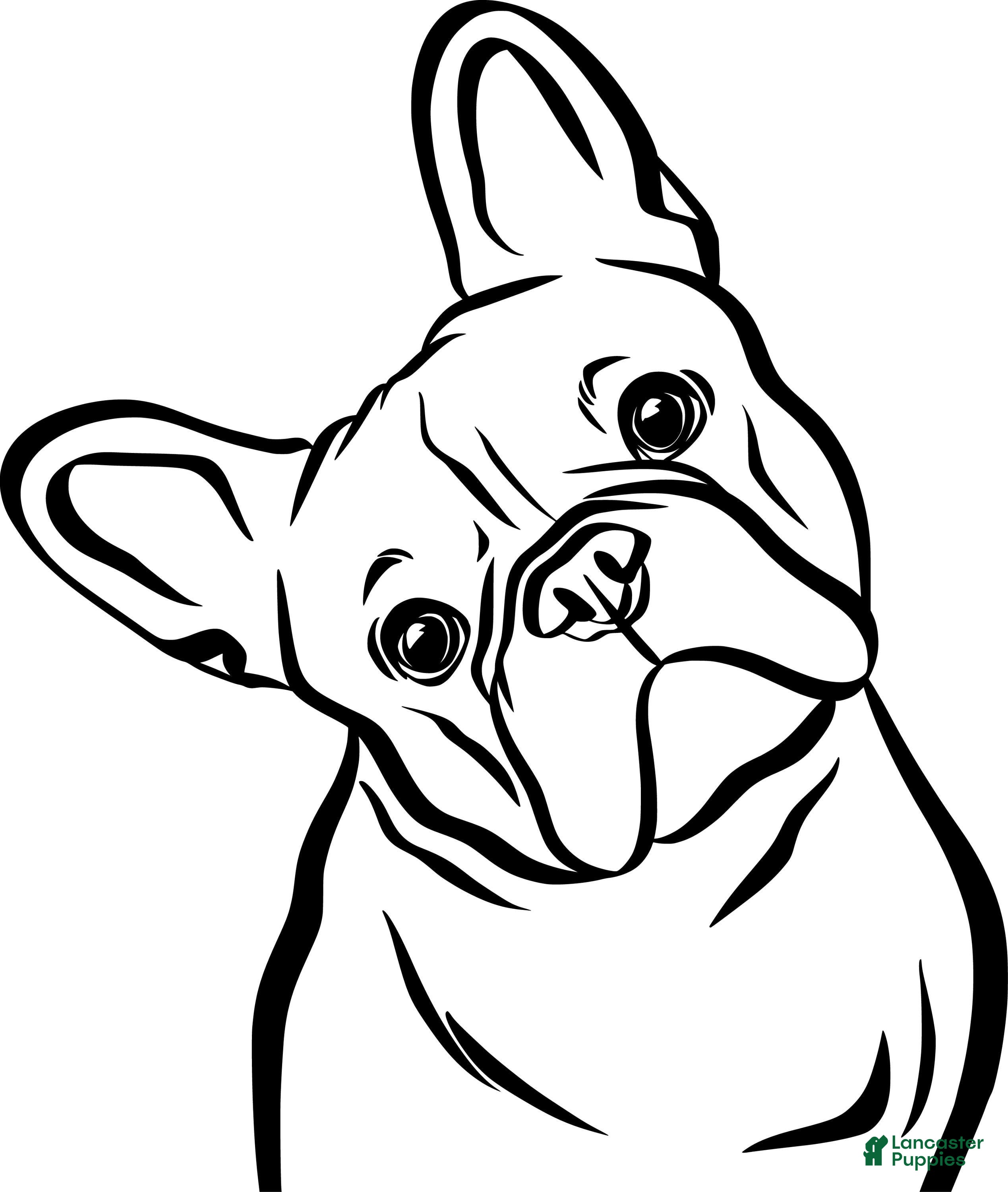 Frenchie