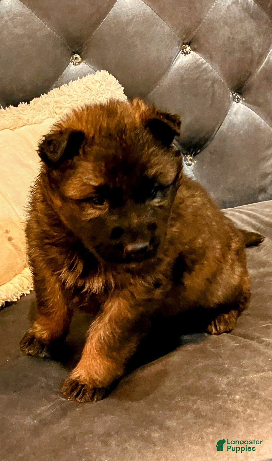 German Shepherd dogs for sale: ♥️SWEET SABLE ♥️ - Ad 21