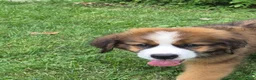 Mixed Breed dogs for sale: Mr Orange 🧡 - Ad 1