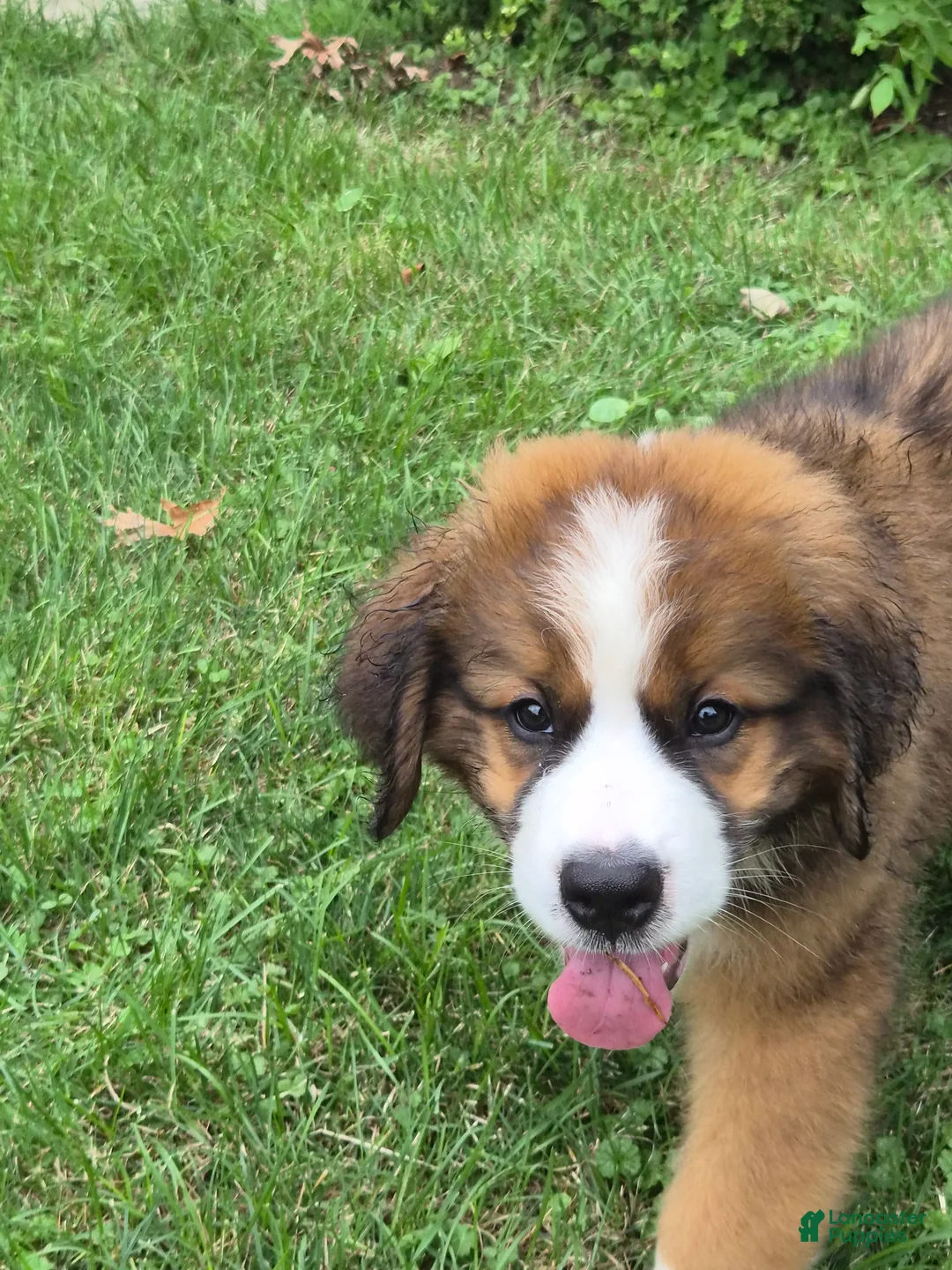 Mixed Breed dogs for sale: Mr Orange 🧡 - Ad 1