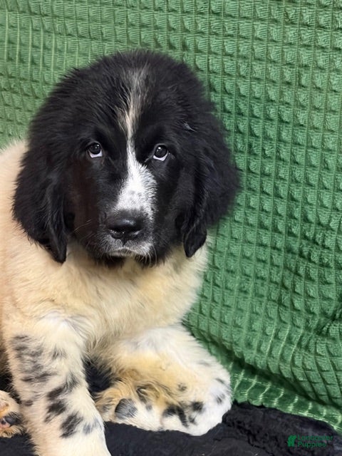 Newfoundland dogs Orange collar Male - Ad 1