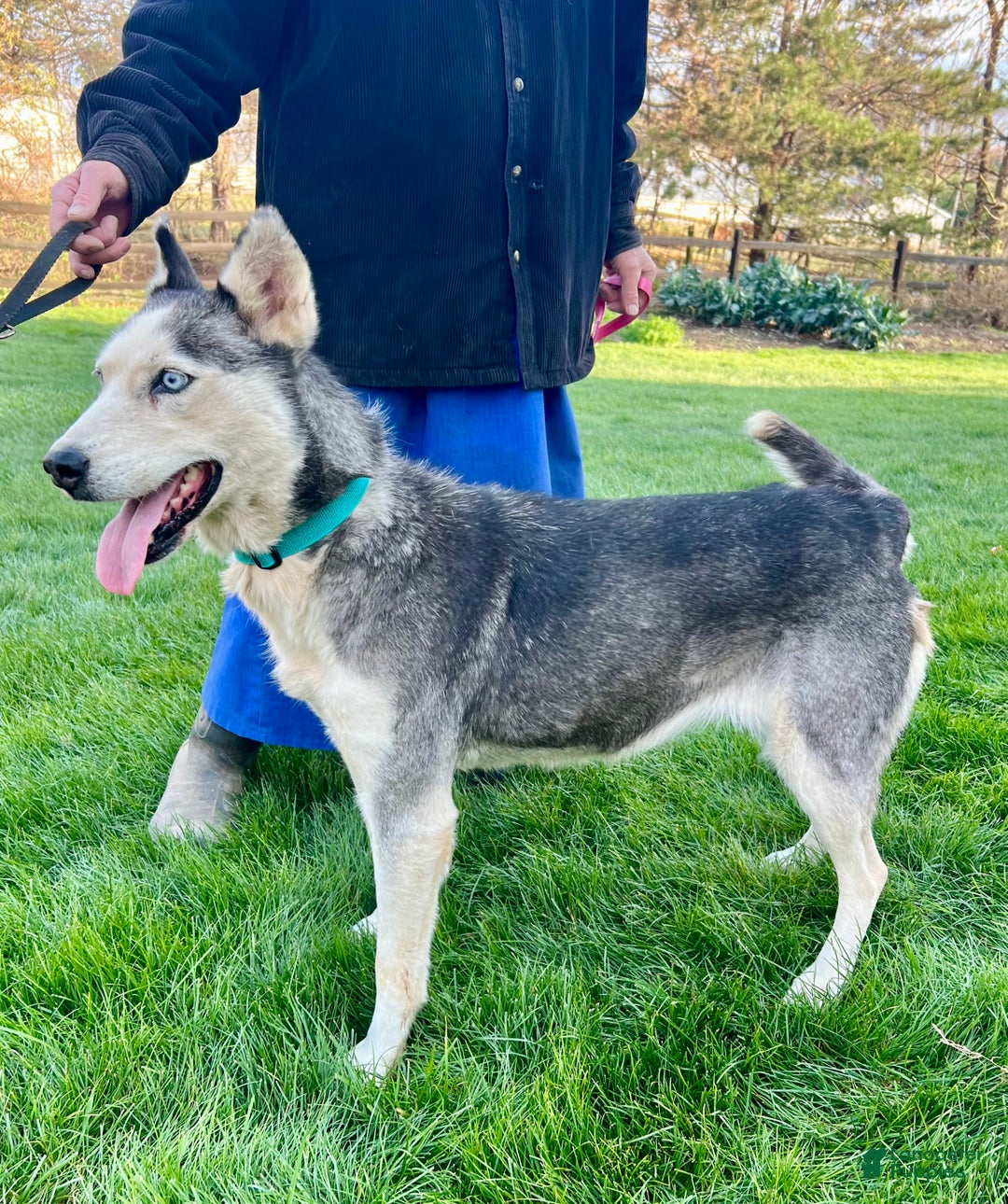 Siberian Husky dogs for sale: Fia - Ad 2