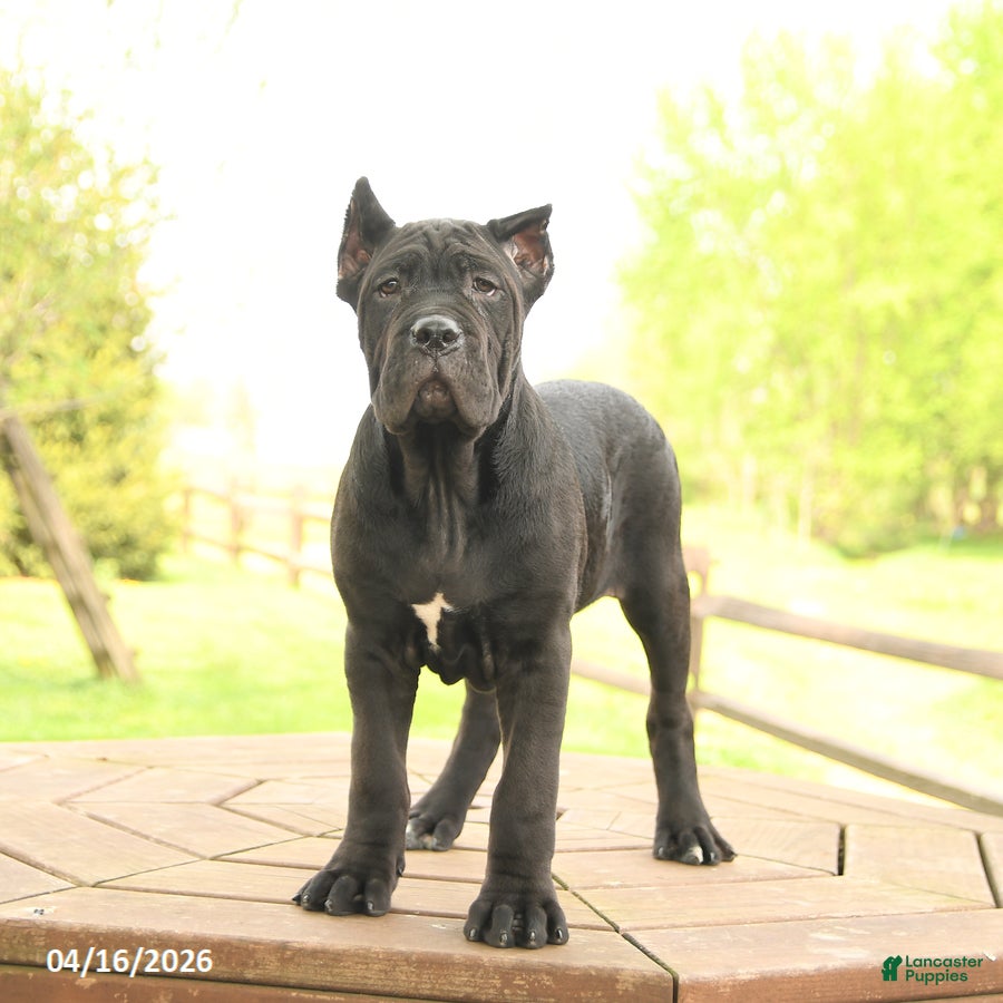 Cane Corso dogs Yukon - Ad 2