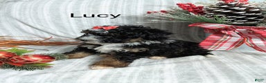  Lucy 